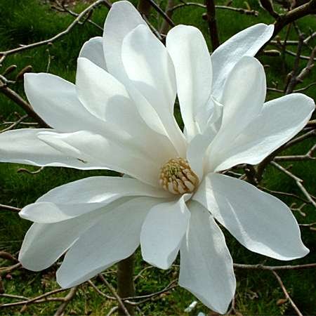 Magnolia x loebneri